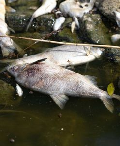 Co zatruło Odrę? Zaskakująca teoria