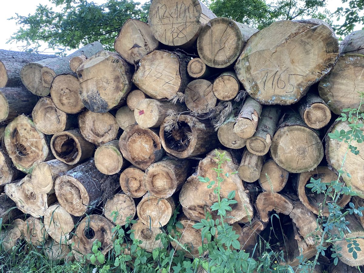 Warszawa. Szykuje się wielka wycinka w Lesie Kabackim. Wojsko chce zlikwidować 264 drzew, by urządzić porządny parking dla pracowników ukrytej w lesie, dawniej tajnej jednostki 