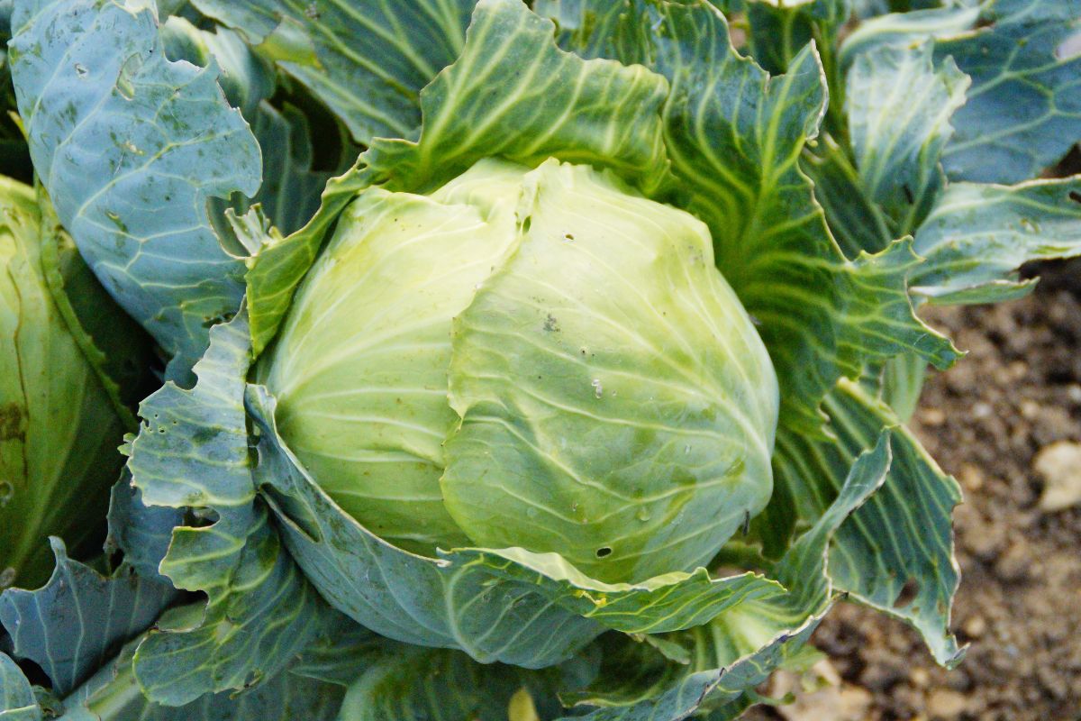 Young cabbage is great not only for salads - Deliciousness