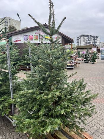 Piła: Tyle zapłacimy za świąteczne drzewka na targowisku