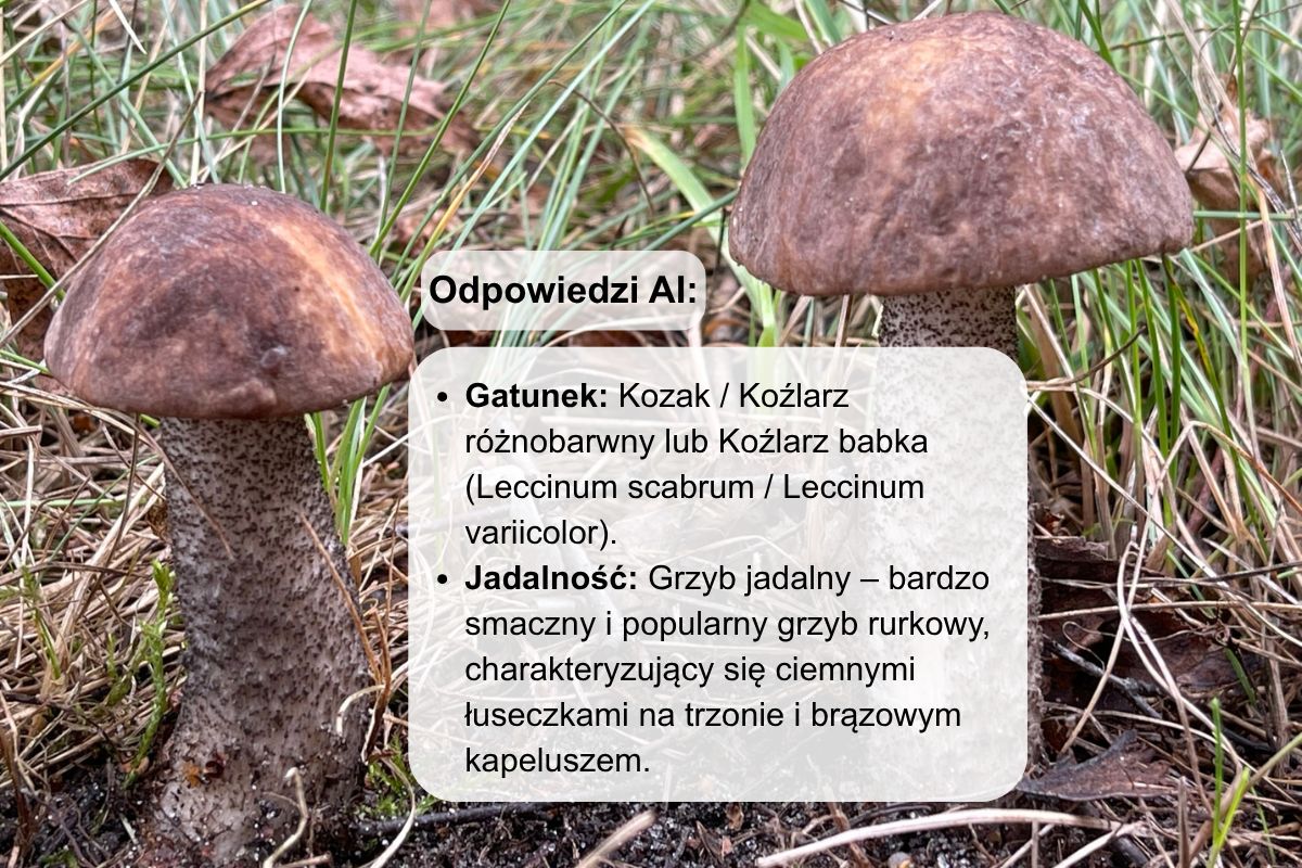 W przypadku koźlarza łatwo pomylił konkretny gatunek