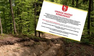 Niedźwiedź zabił 58-latkę. Gmina wydała ważny komunikat