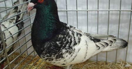 Gołębie wracają na polskie stoły. Szokujący biznes coraz bardziej opłacalny