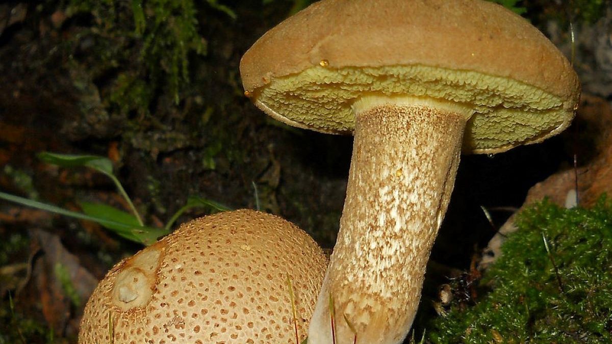 Zbieranie niektórych grzybów grozi grzywną 