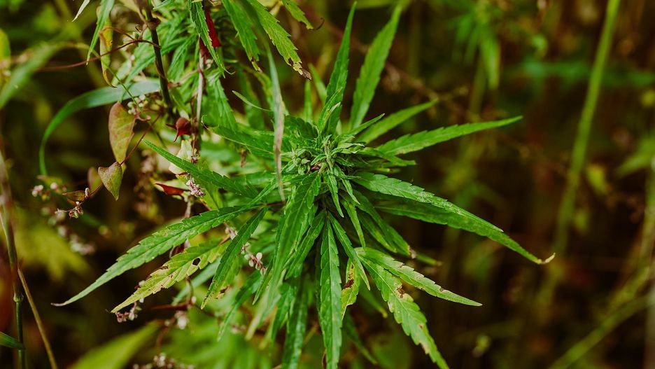 fot. Studio 32 from Pixabay