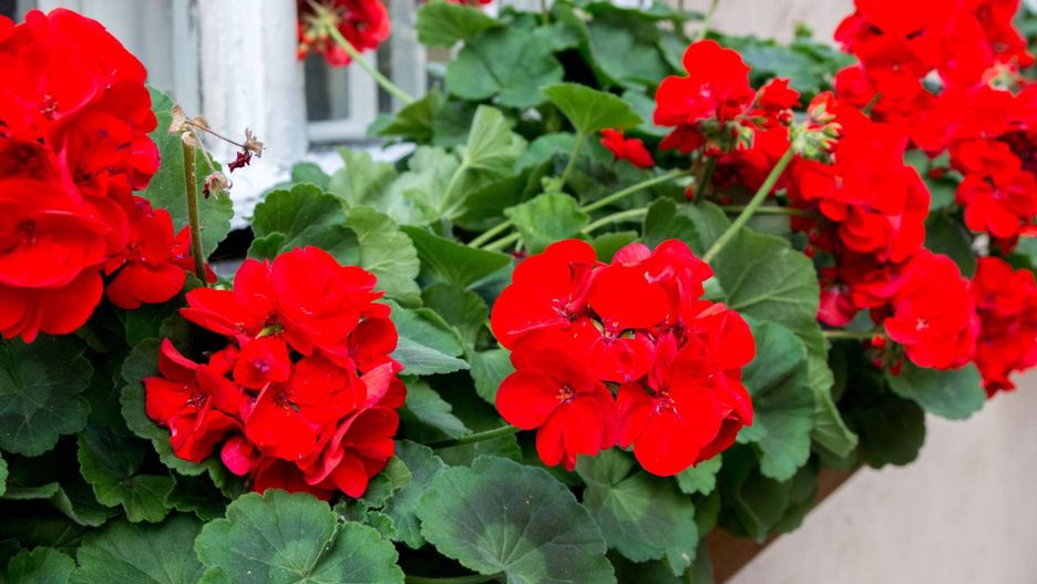 Pelargonia