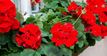 Wlej pod pelargonie. Kwiatów będzie zatrzęsienie