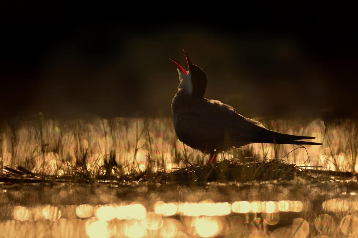 Oto najlepsze zdjęcia ptaków w konkursie Bird Photographer of the Year 2017 23