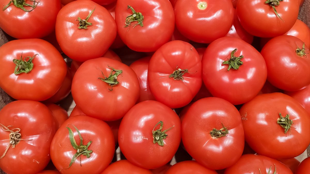 Jak rozpoznać najsmaczniejsze pomidory?