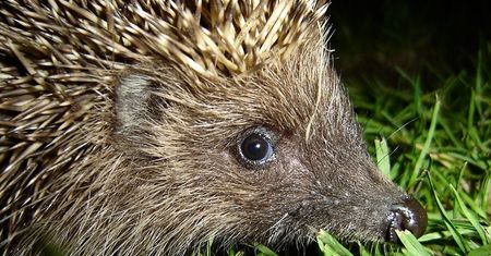 Warszawa. Rowerzysta rozjechał jeża. Warszawskie Zoo apeluje o rozwagę