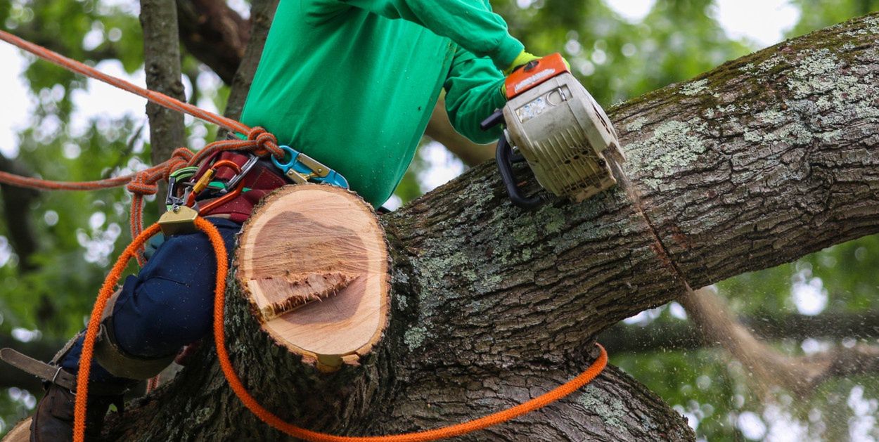 Toruń: Piły w ruch. Trwa interwencyjna wycinka drzew