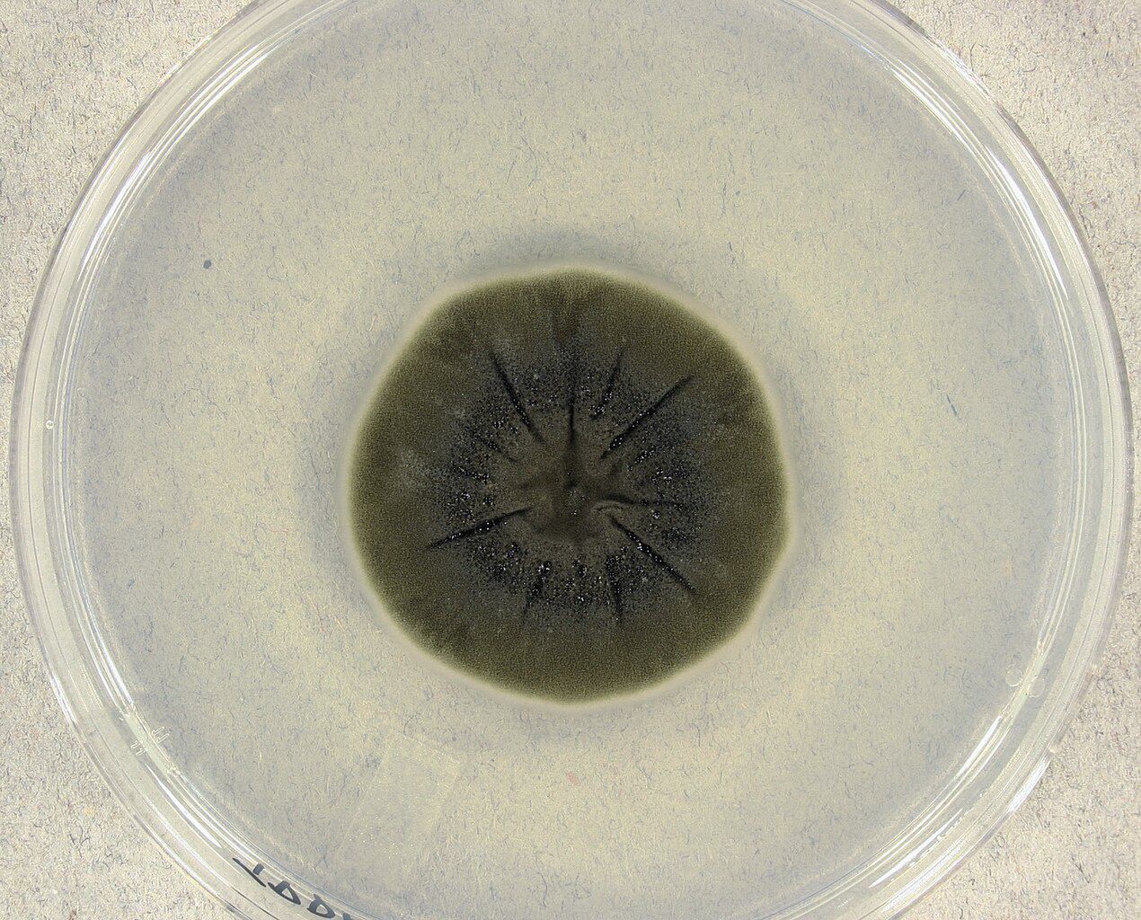 Cladosporium sphaerospermum - grzyb z Czarnobyla. Żywi się promi