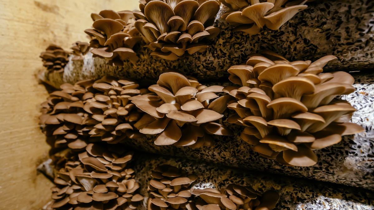 Domowa hodowla boczniaków