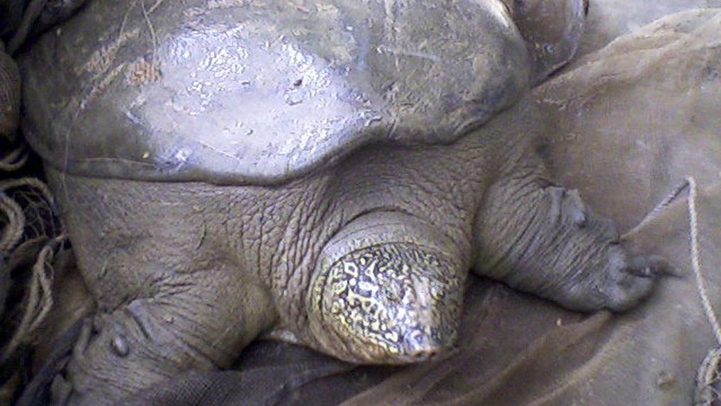 Zmarła ostatnia znana samica żółwia olbrzymiego szanghajskiego.