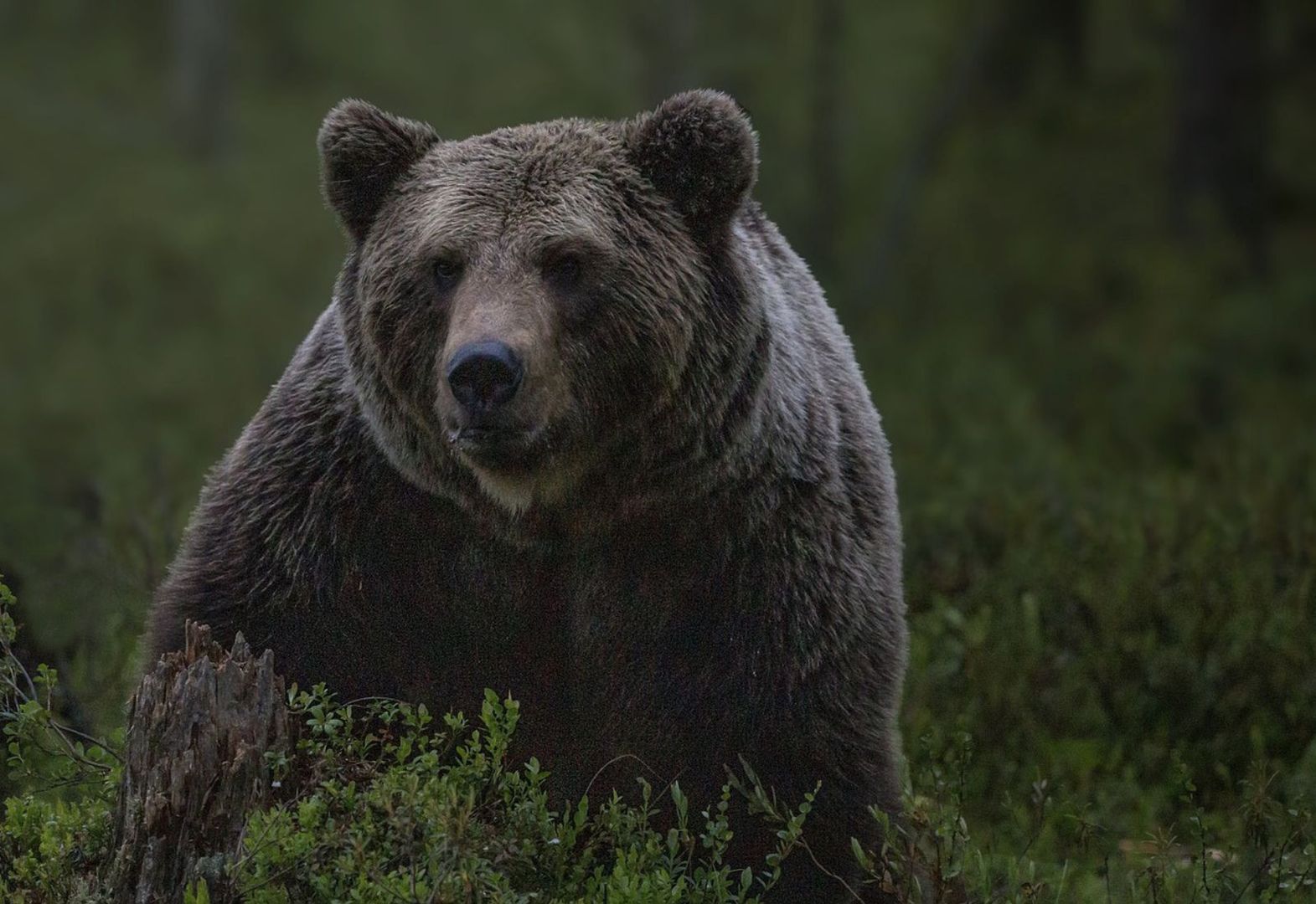 Atak niedźwiedzia w Bieszczadach. Leśnicy mówią, kto jest winny