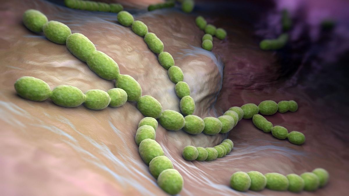 Pneumokoki są niebezpieczną bakterią