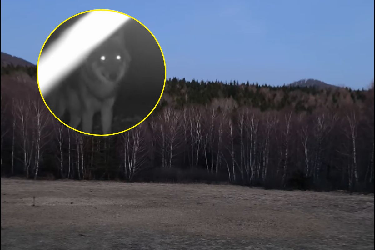 Jak leśna zjawa. Leśnicy uchwycili "wieczorny koncert"