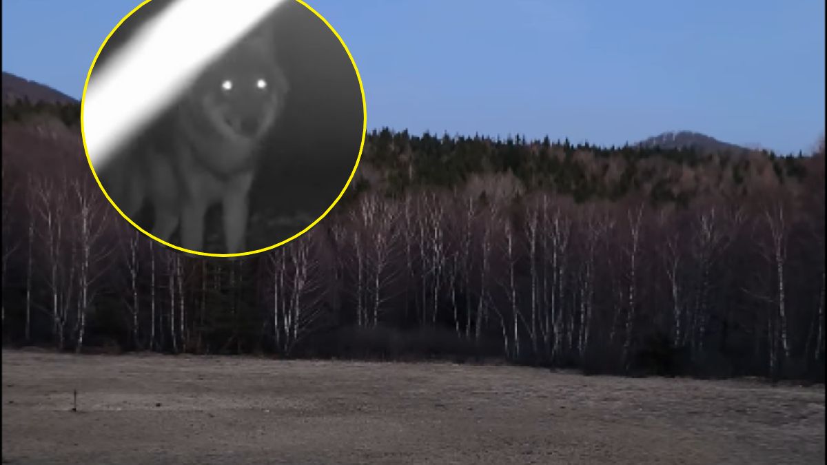 Mroczny krzyk w lesie. Takie odgłosy wydają wilki