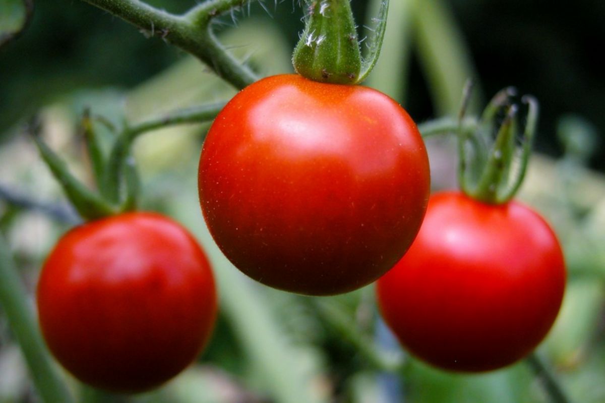 Spraying with water can protect tomatoes.