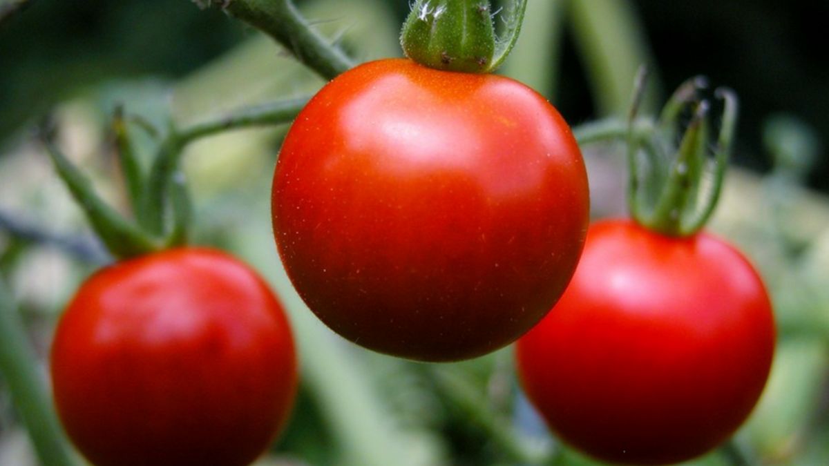 Spryskiwanie wodą może chronić pomidory.