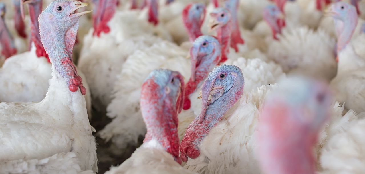 Warmińsko-Mazurskie: Nowe ogniska ptasiej grypy