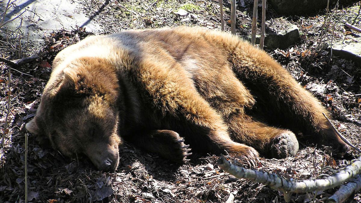 Podano powody śmierci niedźwiedzia w Bieszczadach