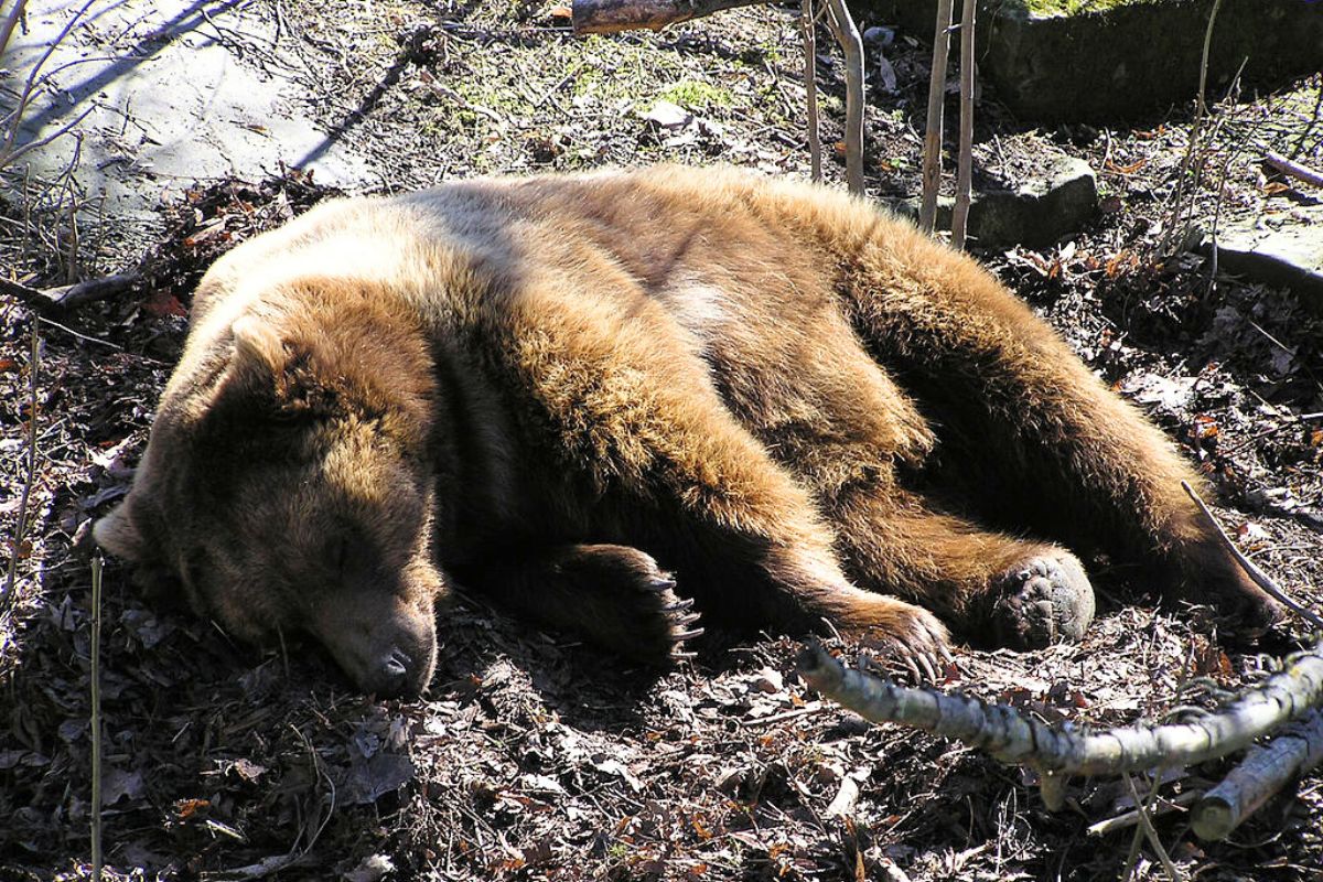 Podano powody śmierci niedźwiedzia w Bieszczadach