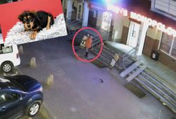 Porzucony szczeniak w Elblągu. Policja poszukuje kobiety z nagrania