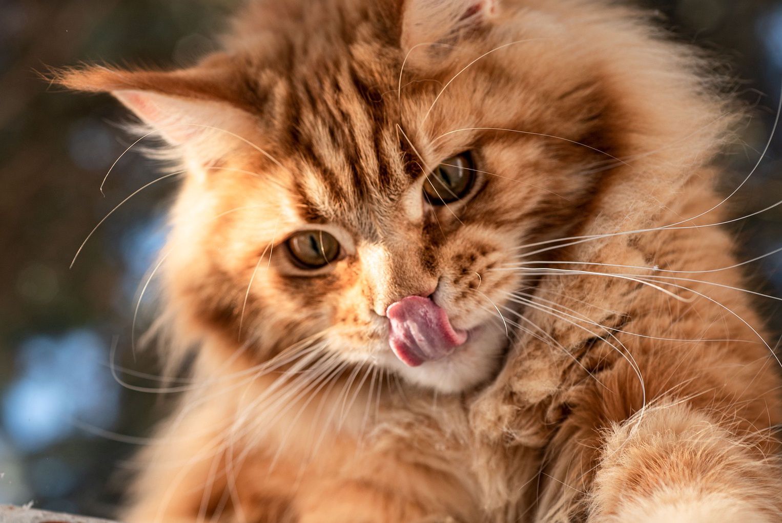 Zjedzona przez własne koty. Przerażające odkrycie w Rosji