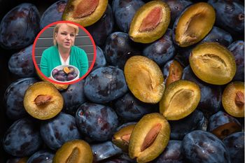 Bosacka radzi je jeść zamiast słodyczy. "Śliwki zabezpieczą nas przed rakiem"