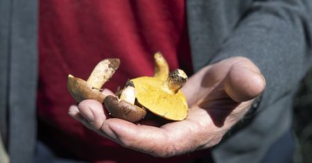 Polacy zbierają go od pokoleń. W innych krajach ten grzyb został uznany za trujący