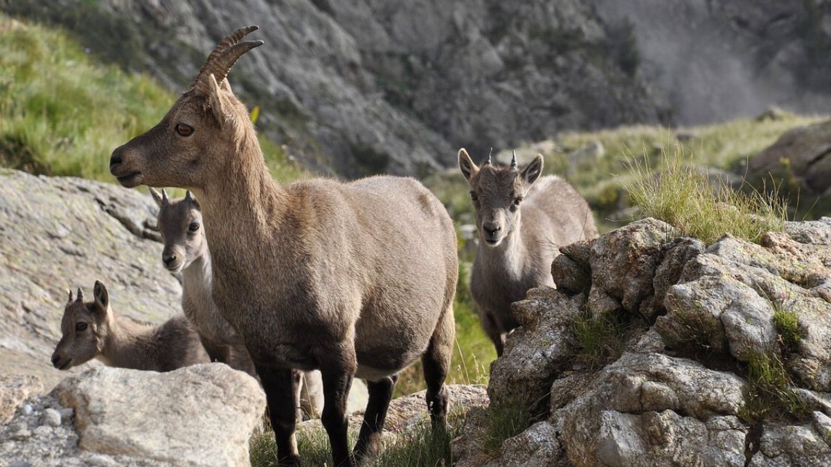 Kozice górskie w naturalnym środowisku.