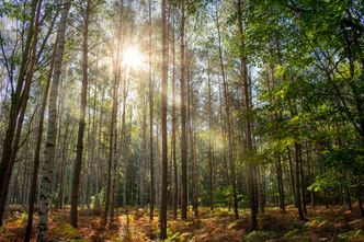 Nadleśnictwo podało, na co daje publiczne pieniądze. "Wątpliwości natury etycznej"