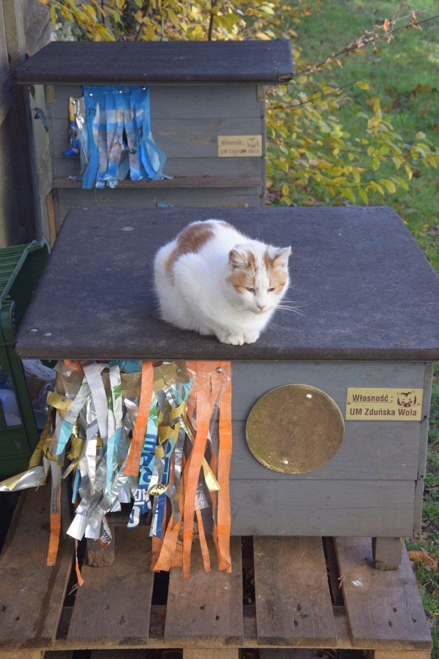Kocie domki w Zduńskiej Woli. Czy są potrzebne?