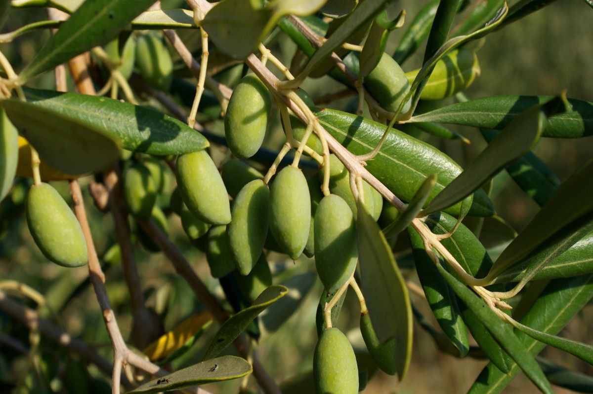 Młode oliwki na drzewku 