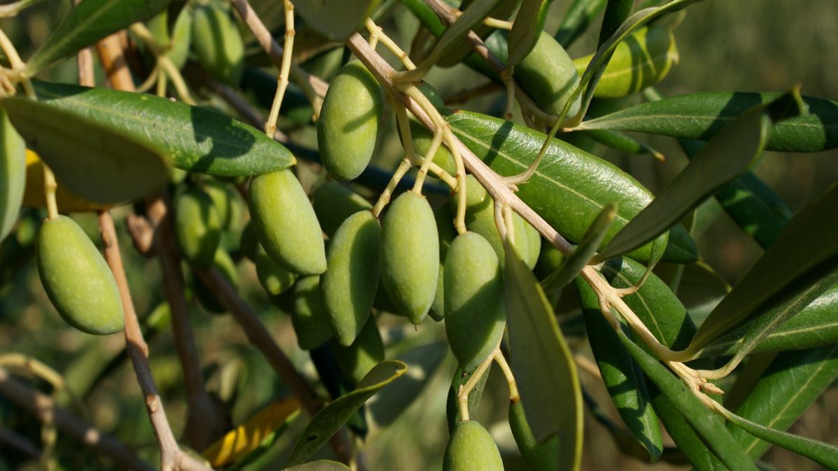 Młode oliwki na drzewku 