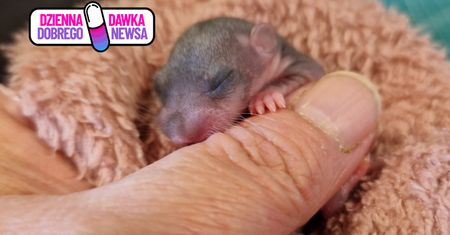 Myśleli, że ratują małą wiewiórkę. Prawda była zupełnie inna