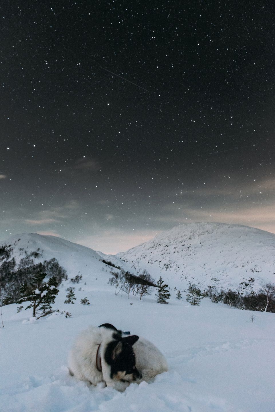 Fotograf rzucił pracę, by podróżować ze swoim psem - poznaj przygody Henrika Vikse i Akiaka 10