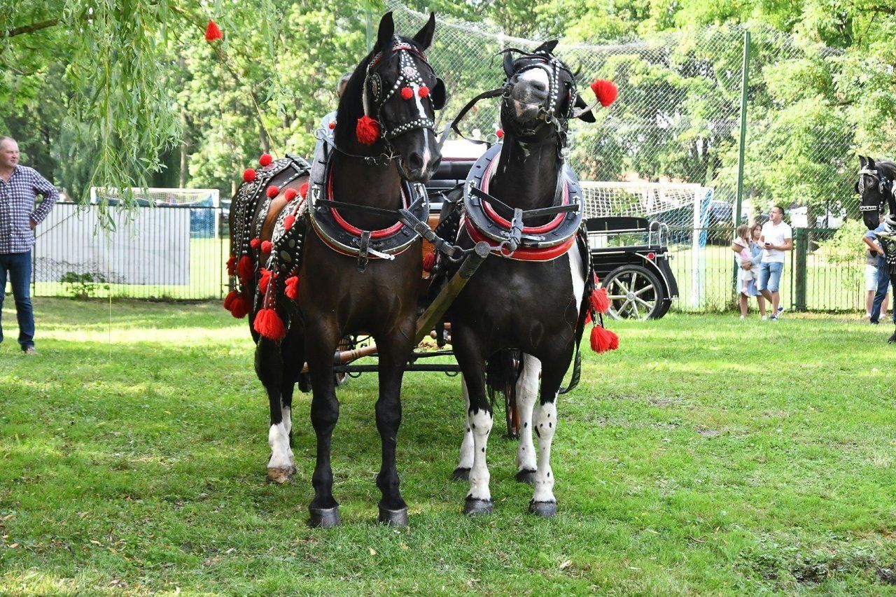 Zaprzęgowy Hubertus we Wrocieryżu odbędzie się we wtorek 11 listopada 2025 (zdjęcie ilustracyjne).