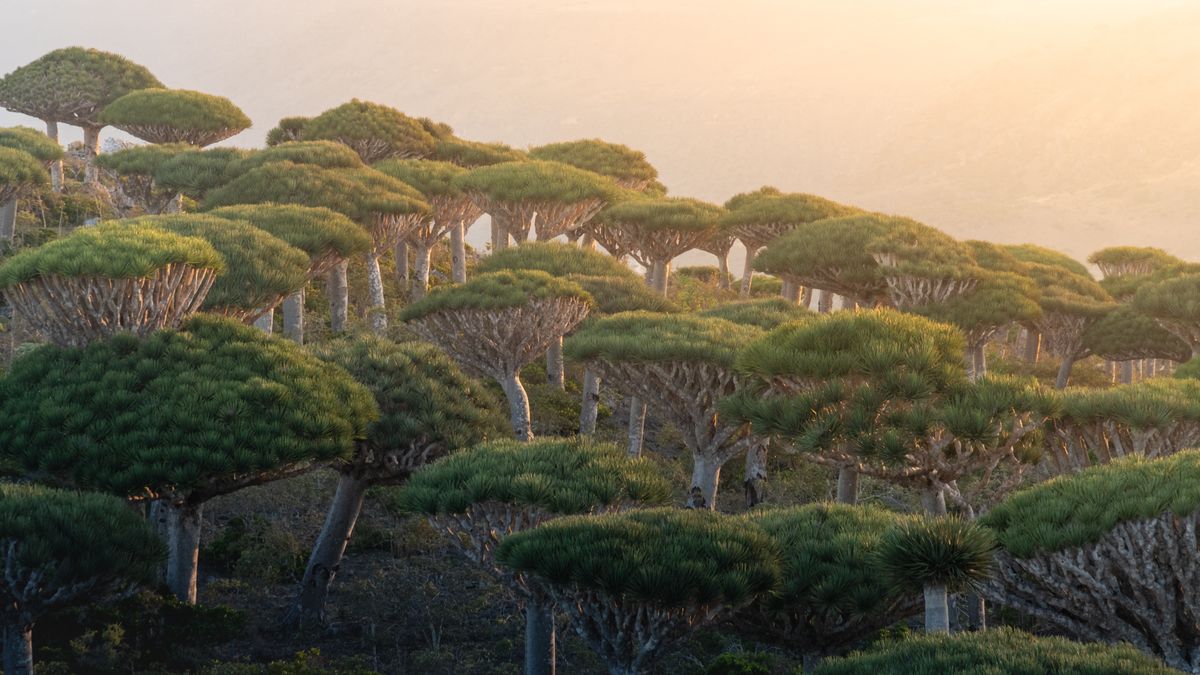 Drzewa Smoczej Krwi - zdjęcie ilustracyjne