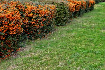 Najlepsza alternatywa dla tui. Sąsiedzi pozazdroszczą żywopłotu