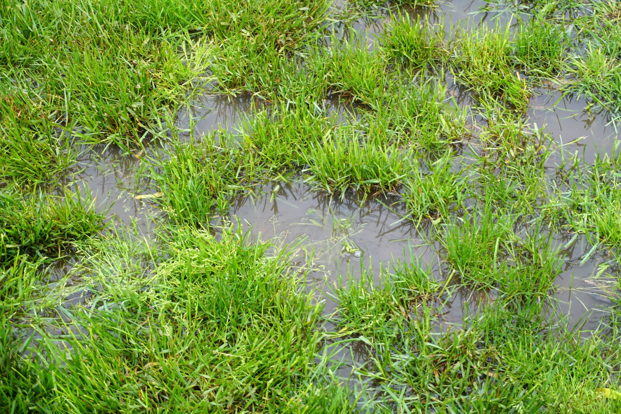 Full frame of a flooded lawn area
Douglas Sacha