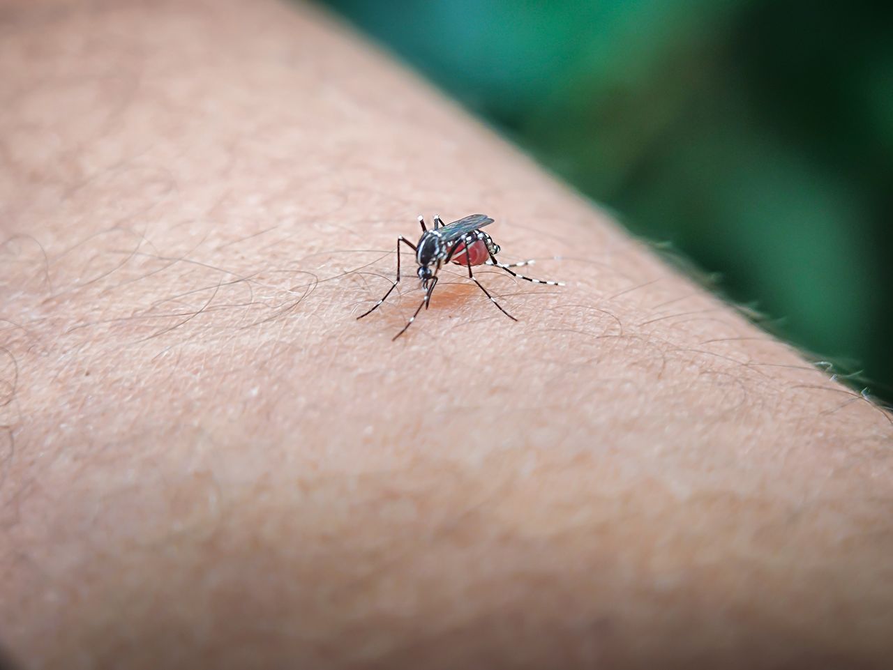 Choroby tropikalne zagrażają Europie. Eksperci wskazują winowajców