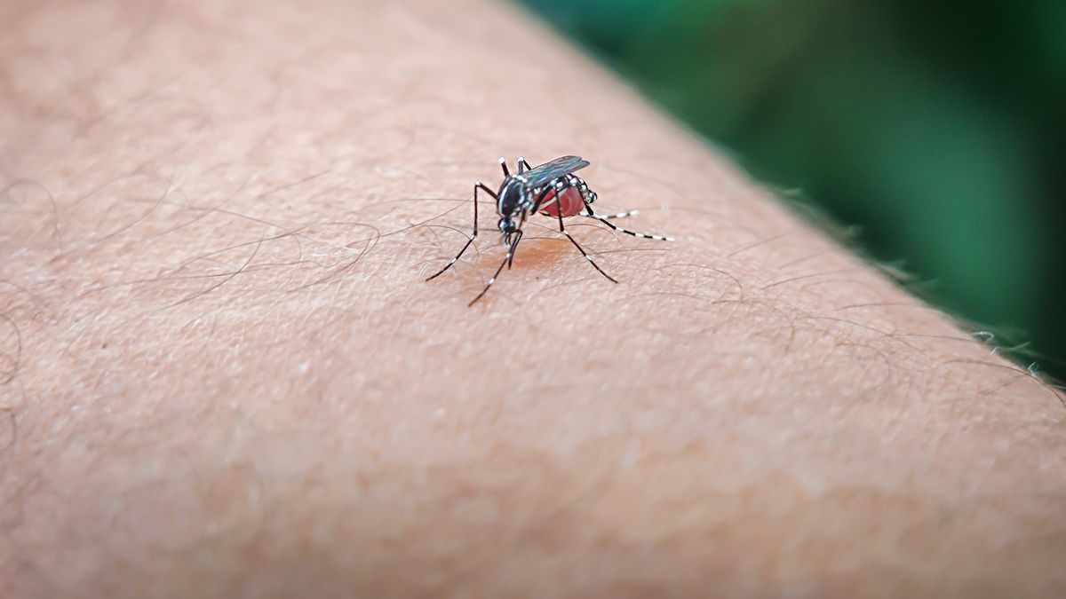 Komar tygrysi nwazyjny, szybko rozprzestrzeniający się gatunek o