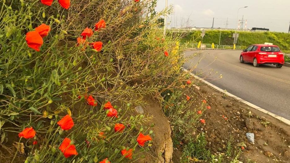 Mak dobrze czuje się na polach uprawnych, nieużytkach, ugorach, piaszczystych przydrożach.