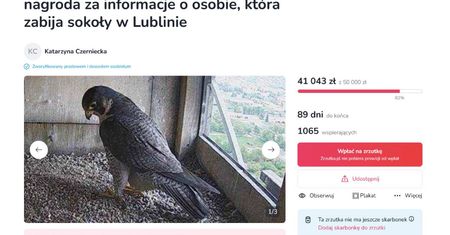 Nie żyje sokół Czart, został otruty. Wyznaczyli nagrodę 50 tys. zł za wskazanie sprawcy. Trwa internetowa zbiórka