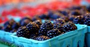 Już wkrótce 7 nowych modeli BlackBerry