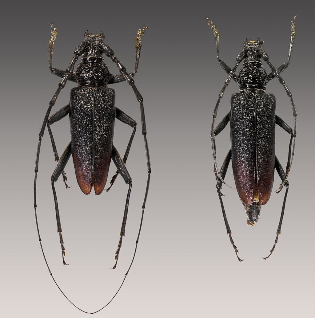 Kozioróg dębosz (samiec i samica)