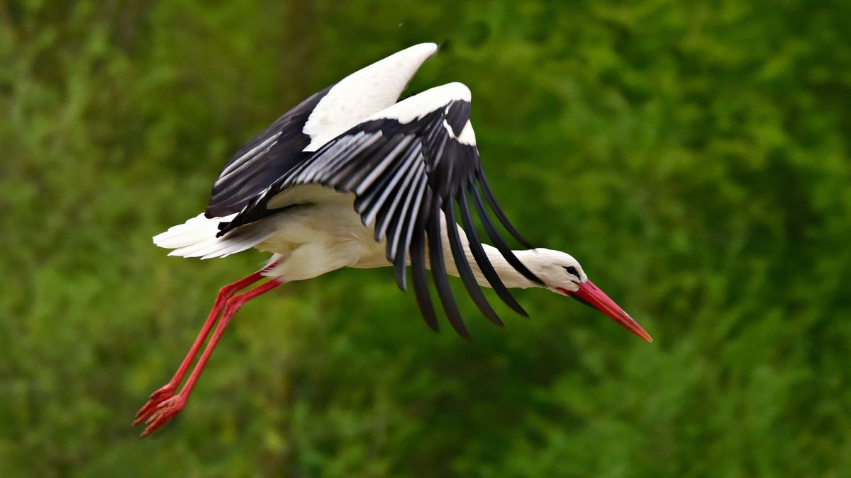 Bocian "Tymbek" bohaterem reklamy Tymbarku