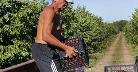 Chiny niszczą plony. Problem z wiśniami spotkał się ze zdecydowaną reakcją władz